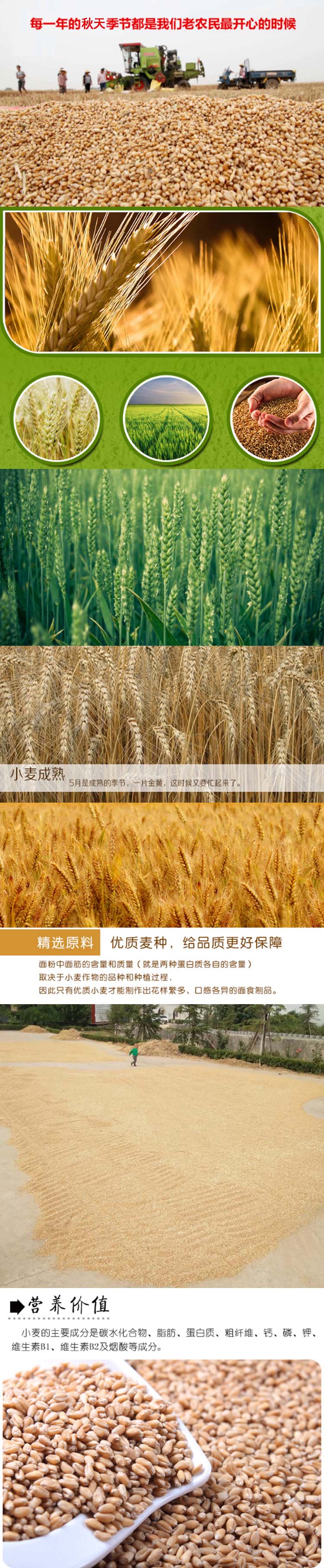 小麦请情页改小尺寸图.jpg